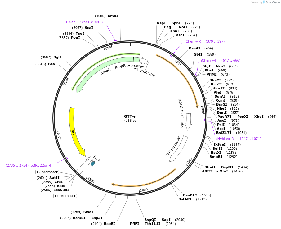 81111-plasmid-map-sequence-id-154343
