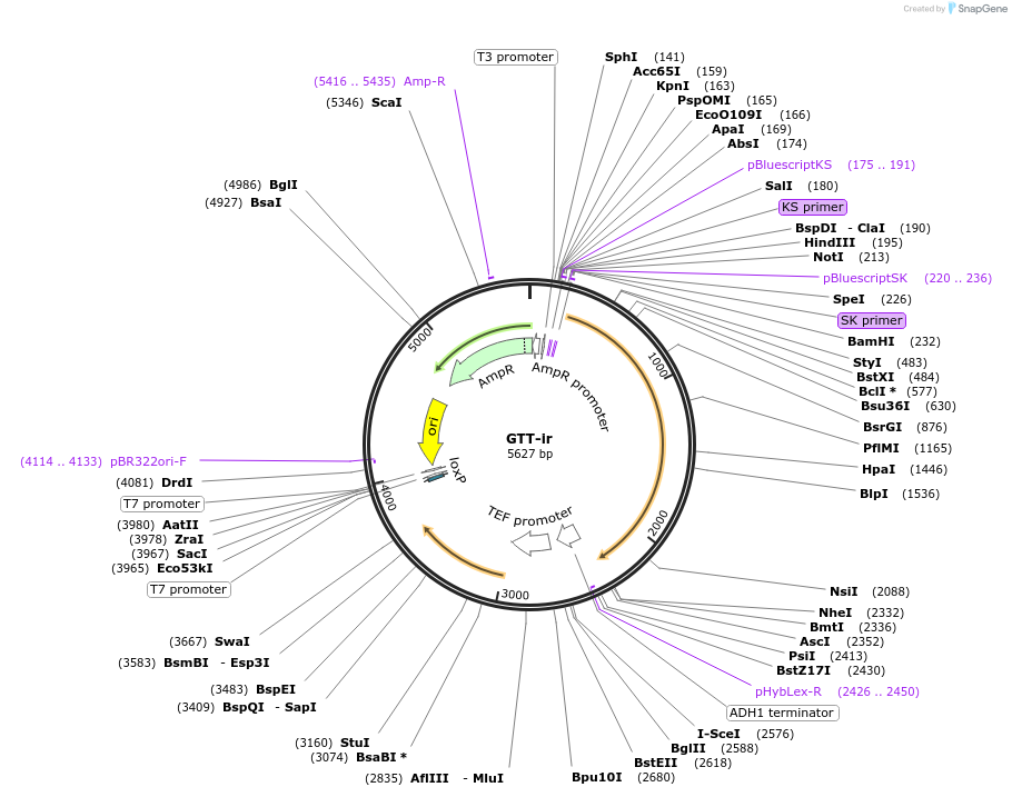 81112-plasmid-map-sequence-id-154348