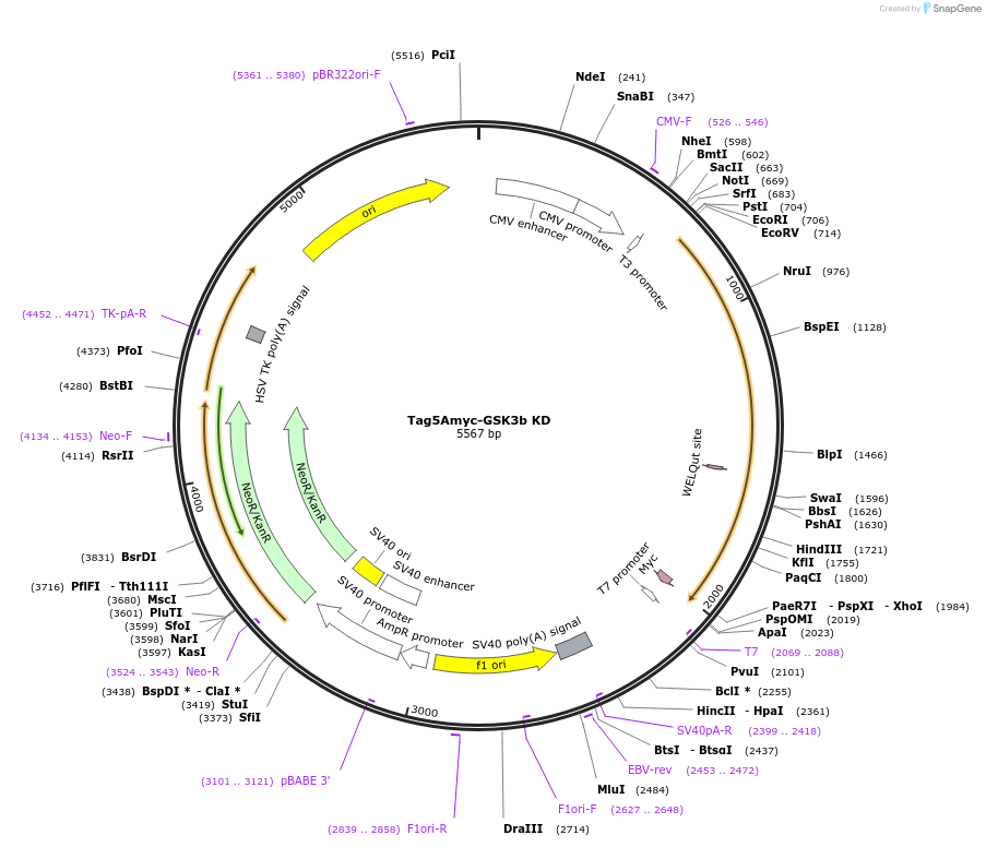 16262-plasmid-map-sequence-id-154381