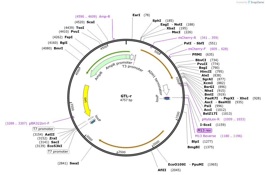 81195-plasmid-map-sequence-id-154421