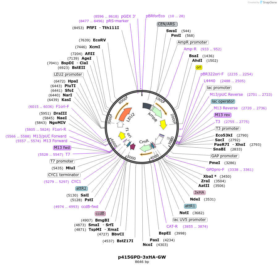 63781-plasmid-map-sequence-id-154430