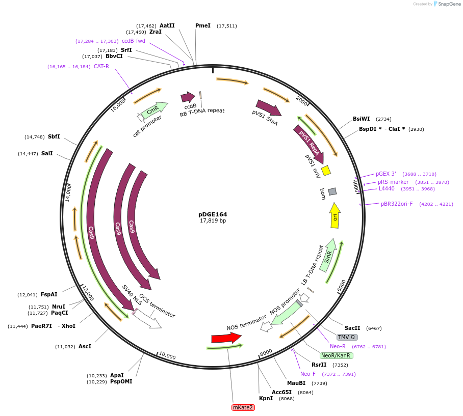 79454-plasmid-map-sequence-id-154433