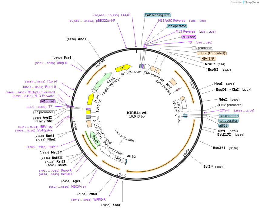20744-plasmid-map-sequence-id-154446