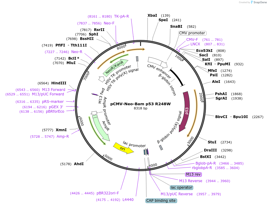 16437-plasmid-map-sequence-id-154449
