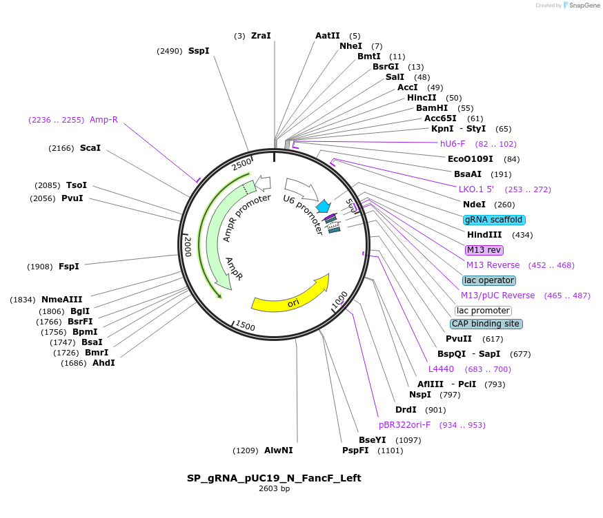 79892-plasmid-map-sequence-id-154450