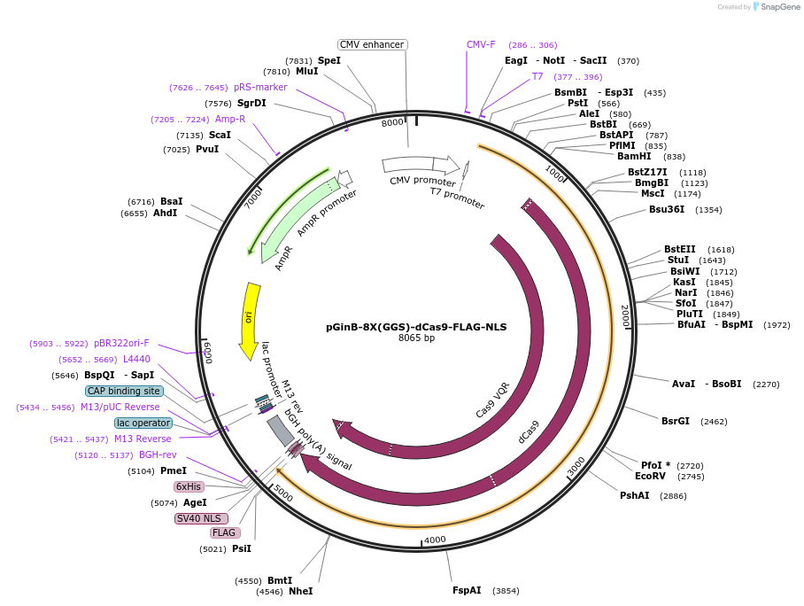 81205-plasmid-map-sequence-id-154468