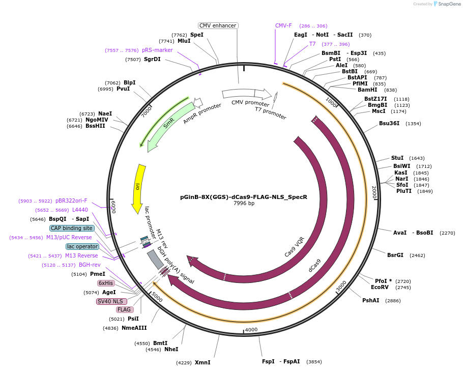 81206-plasmid-map-sequence-id-154469