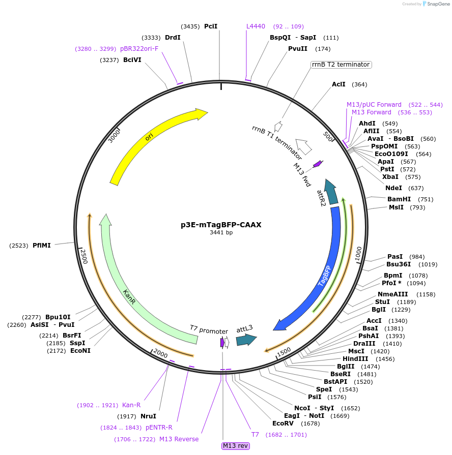 75176-plasmid-map-sequence-id-154502