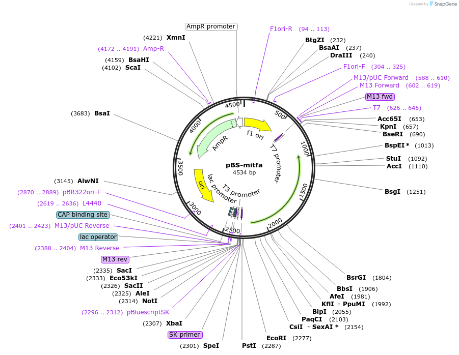 81230-plasmid-map-sequence-id-154507