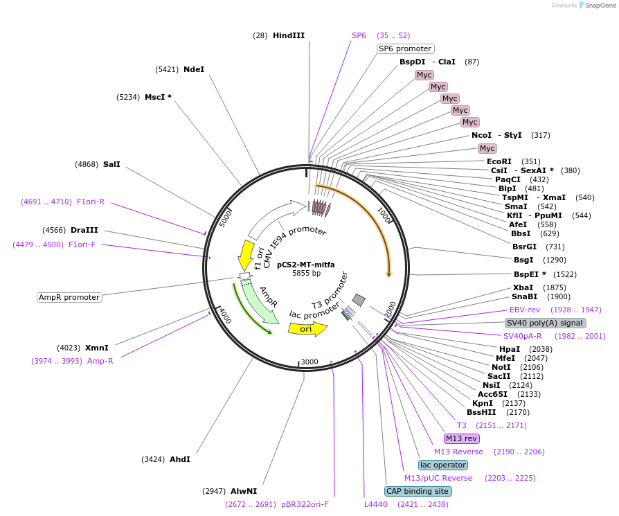 81231-plasmid-map-sequence-id-154510