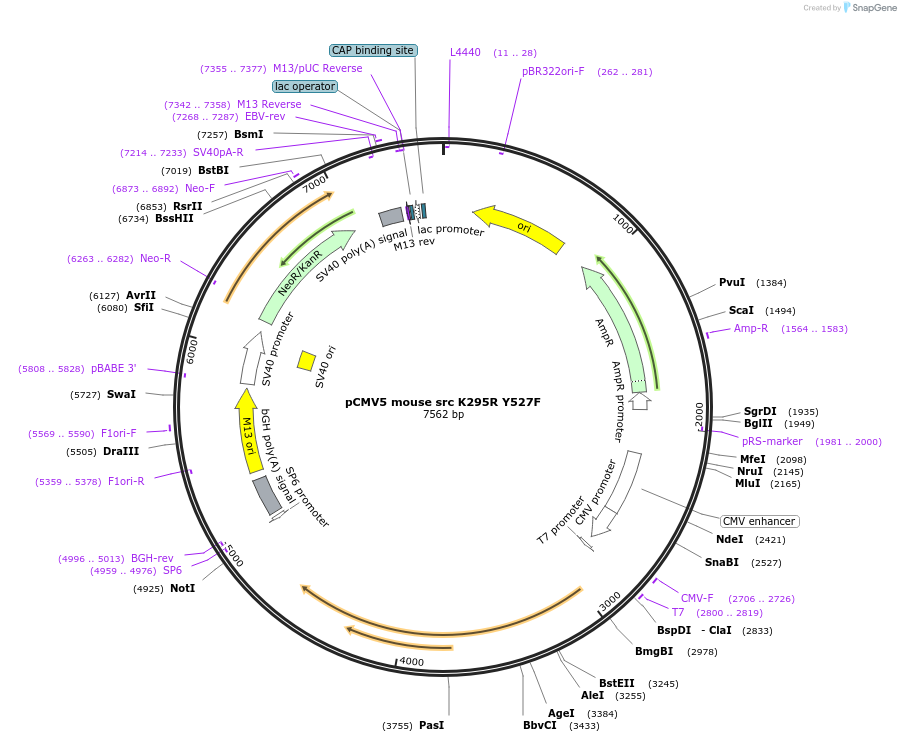 13657-plasmid-map-sequence-id-154547