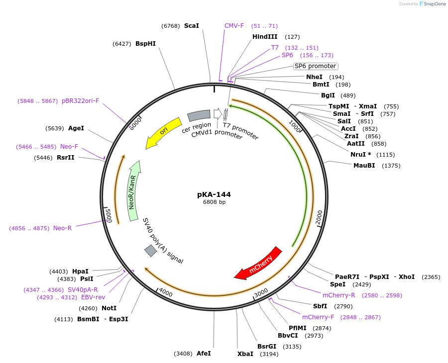 79839-plasmid-map-sequence-id-155710