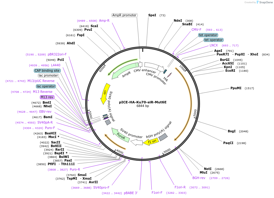 82330-plasmid-map-sequence-id-155730
