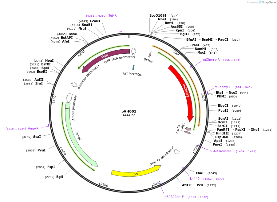 80394-plasmid-map-sequence-id-155809