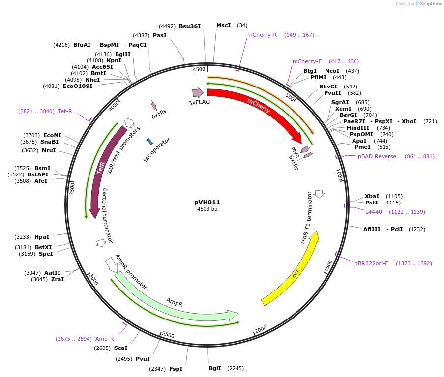 80395-plasmid-map-sequence-id-155813