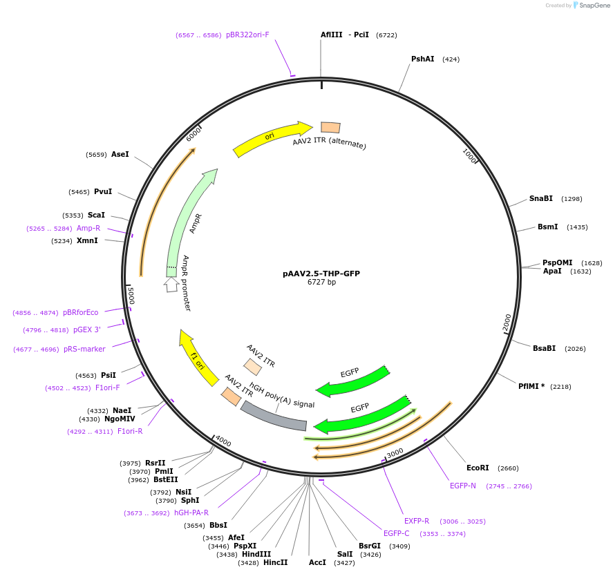 80336-plasmid-map-sequence-id-155836