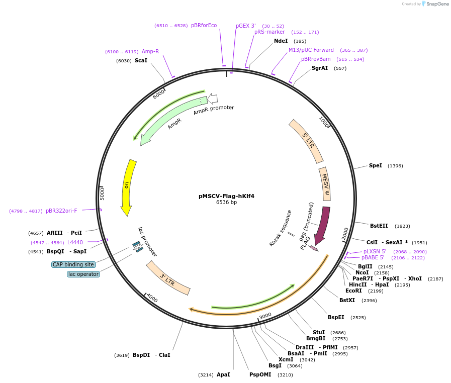 20074-plasmid-map-sequence-id-155854