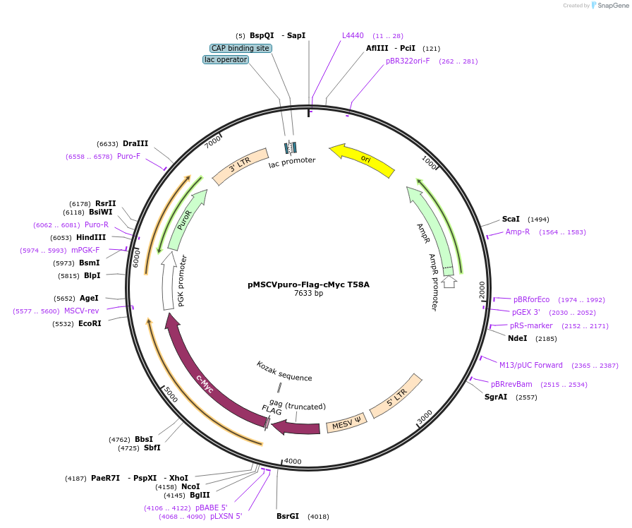 20076-plasmid-map-sequence-id-155861