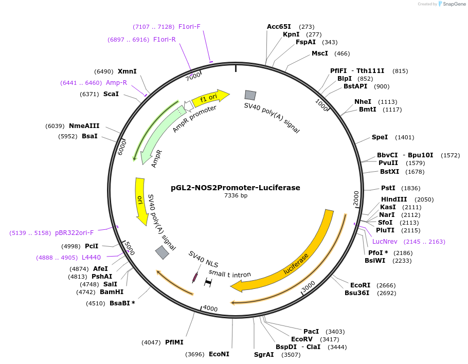 19296-plasmid-map-sequence-id-155873