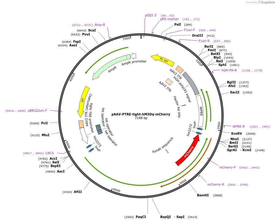 66795-plasmid-map-sequence-id-155887