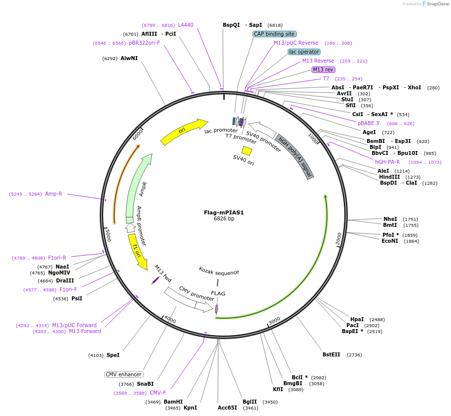 15206-plasmid-map-sequence-id-155909