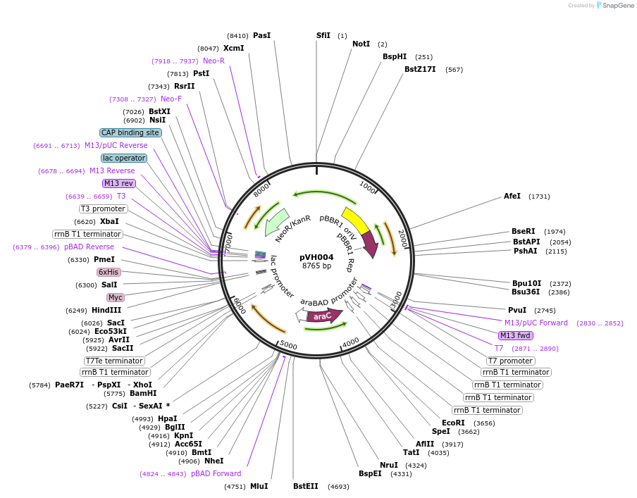 80401-plasmid-map-sequence-id-155911