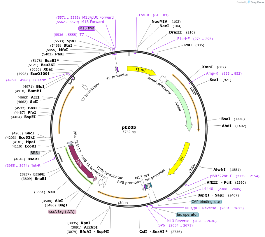 81128-plasmid-map-sequence-id-155984