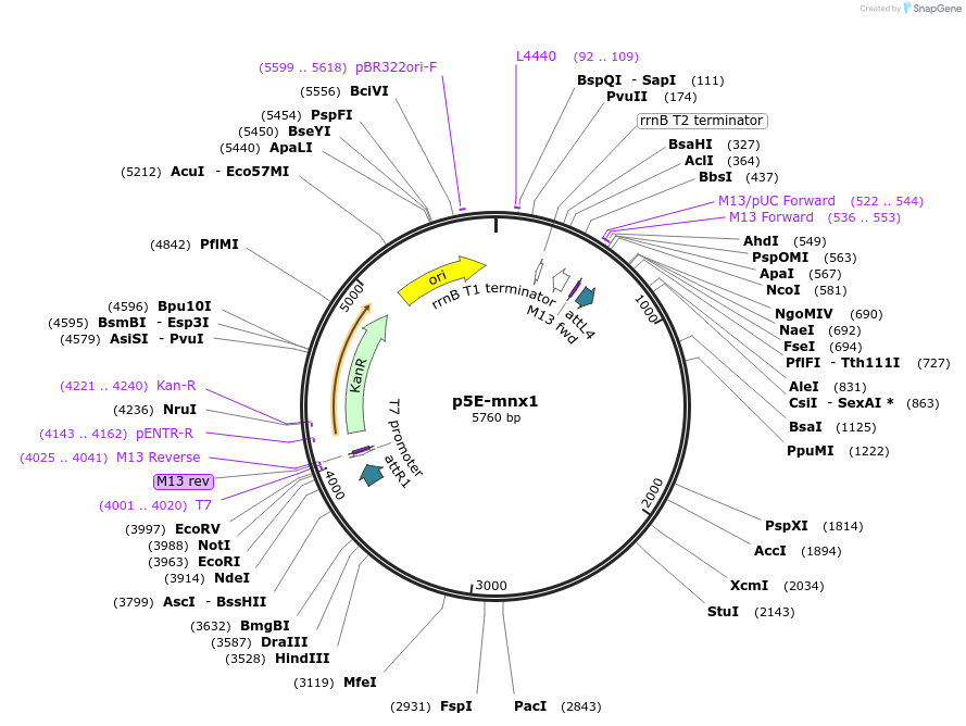 82402-plasmid-map-sequence-id-156005