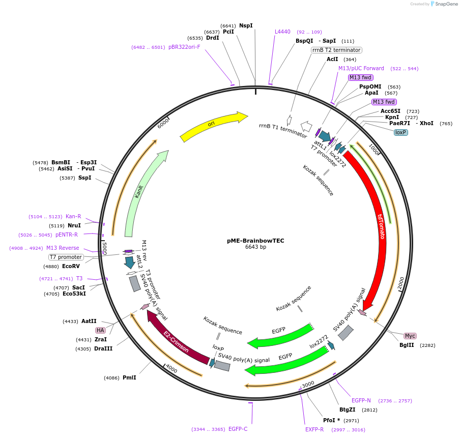 82405-plasmid-map-sequence-id-156008