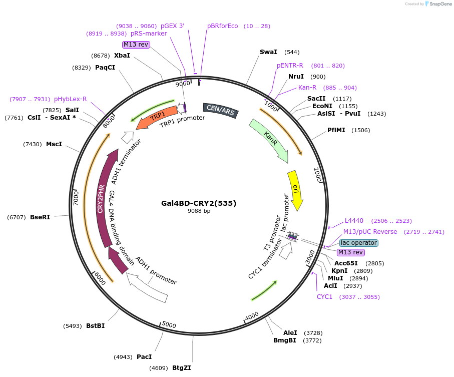 75369-plasmid-map-sequence-id-156037