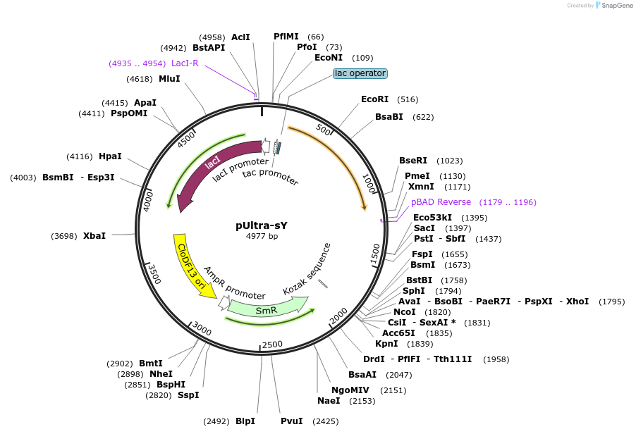 82417-plasmid-map-sequence-id-156040