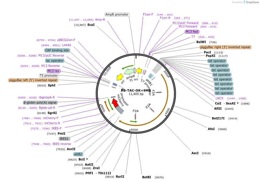 80482-plasmid-map-sequence-id-156077