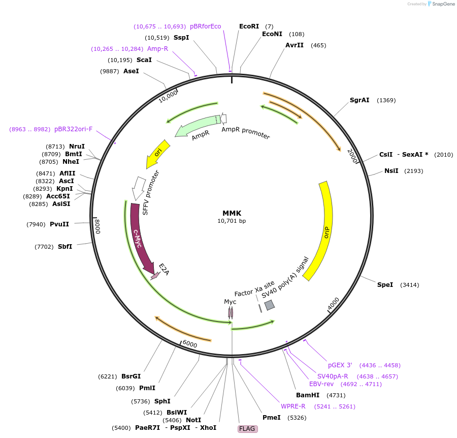 64121-plasmid-map-sequence-id-156126