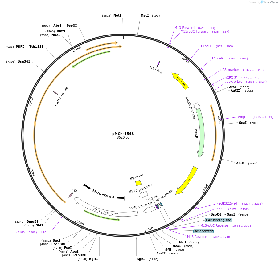 82435-plasmid-map-sequence-id-156127