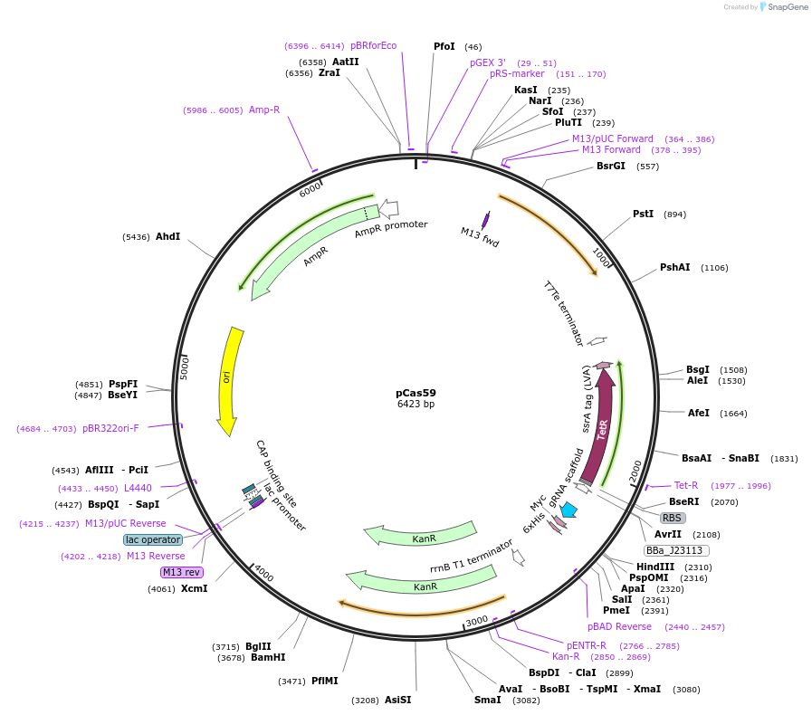 82396-plasmid-map-sequence-id-156156