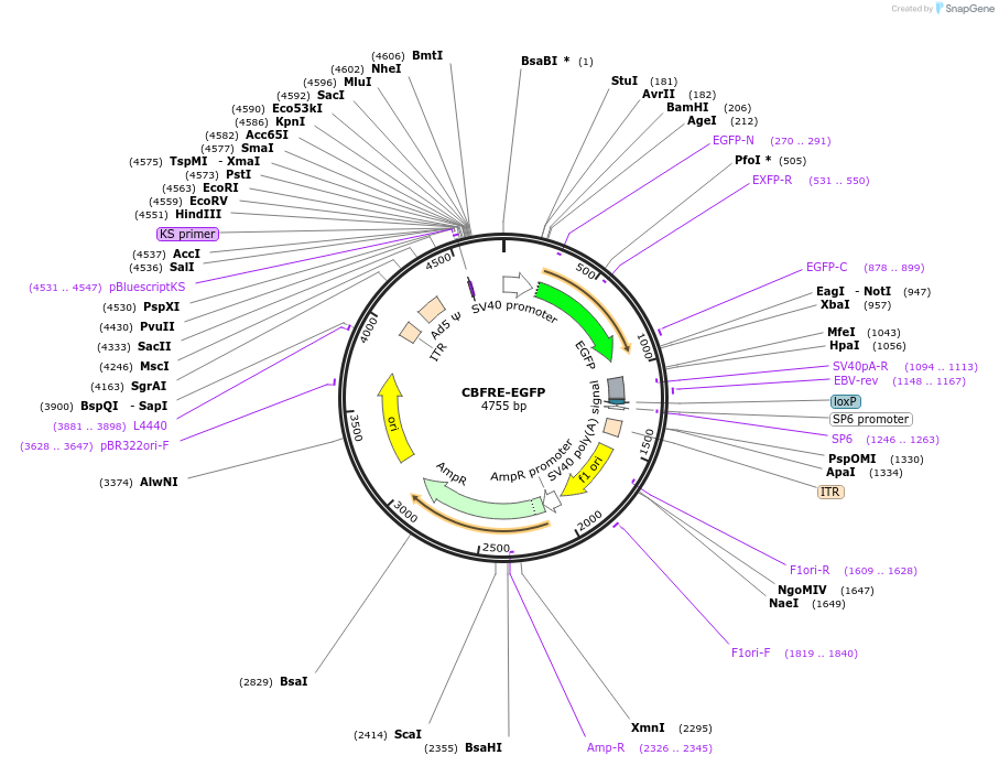 17705-plasmid-map-sequence-id-156184