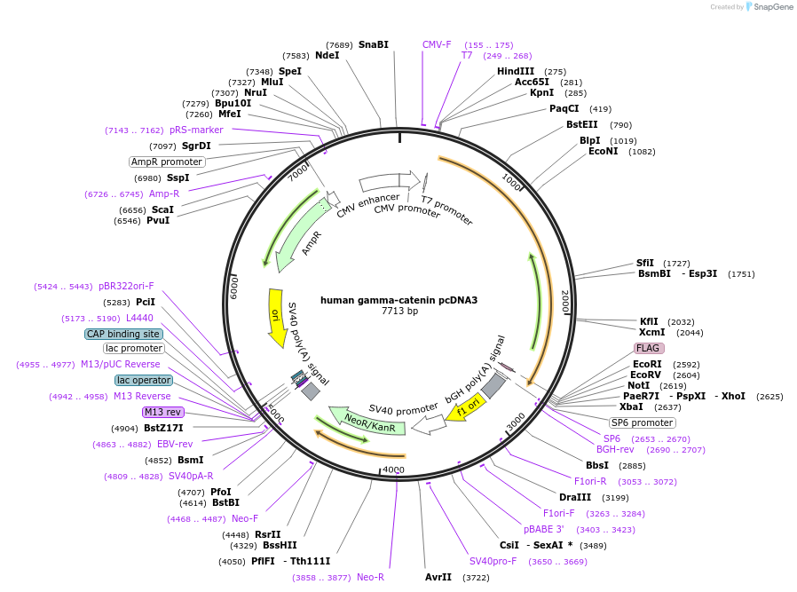 16827-plasmid-map-sequence-id-156192