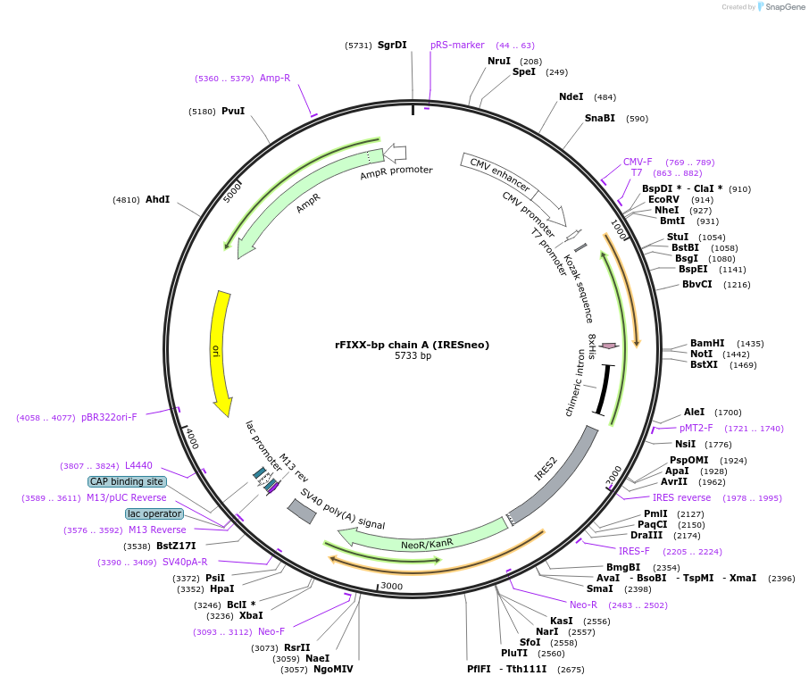 82450-plasmid-map-sequence-id-156201
