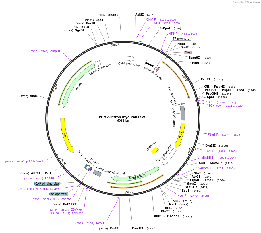 46776-plasmid-map-sequence-id-156209