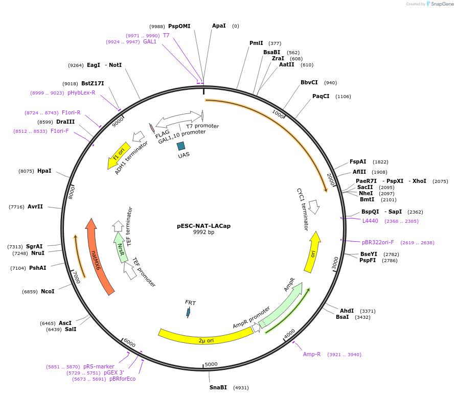 80763-plasmid-map-sequence-id-156222
