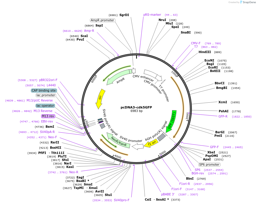 1346-plasmid-map-sequence-id-156236