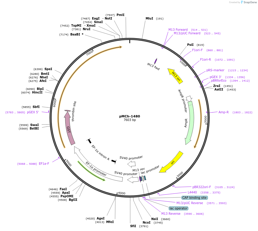 82426-plasmid-map-sequence-id-156240