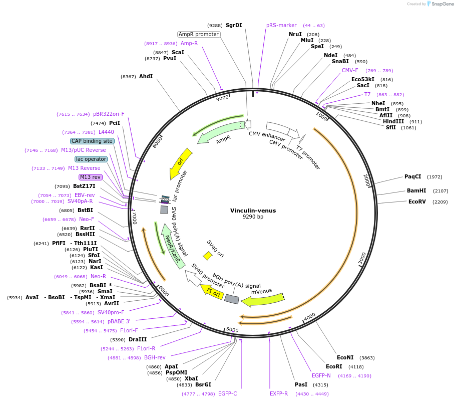 27300-plasmid-map-sequence-id-156245