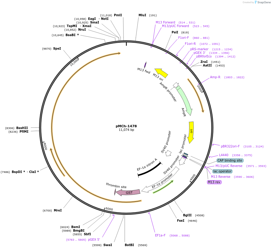 82424-plasmid-map-sequence-id-156251