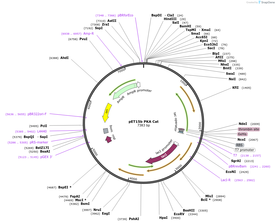 14921-plasmid-map-sequence-id-156252