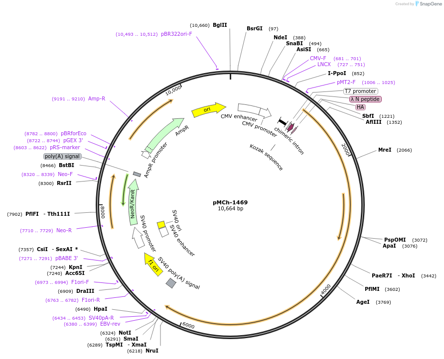 82419-plasmid-map-sequence-id-156268