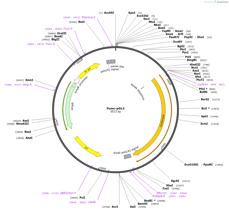 17553-plasmid-map-sequence-id-156326