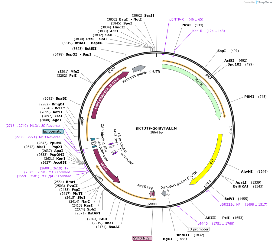 80330-plasmid-map-sequence-id-156328