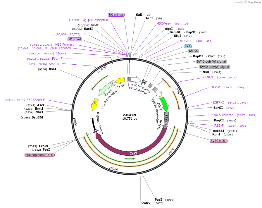 62191-plasmid-map-sequence-id-156341