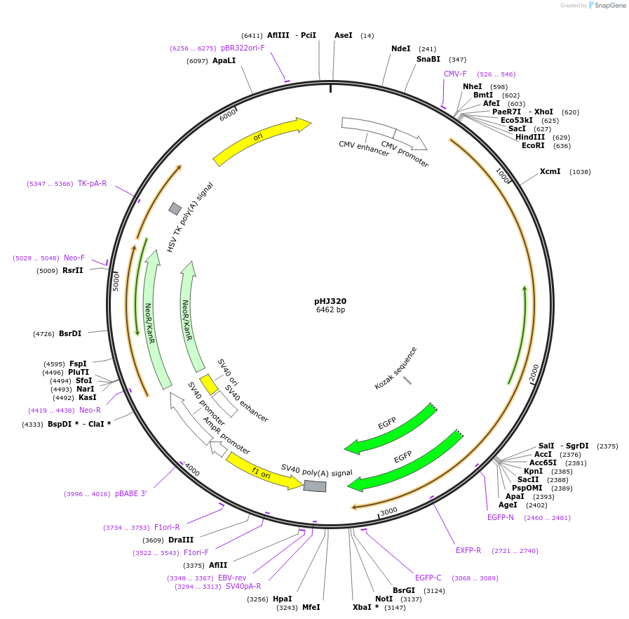 20671-plasmid-map-sequence-id-156371